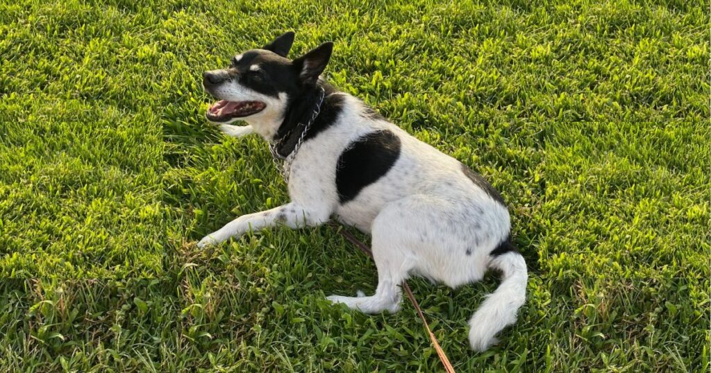 Daisy our dog for 14 years